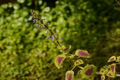 Plectranthus scutellarioides